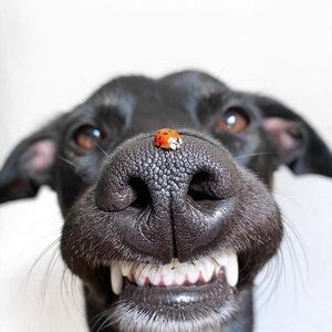 Meet your Posher, Eva